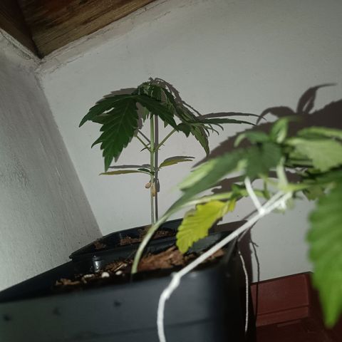 Sweet Mandarine Zkittlez Fast Version growlog photo: A las 3-4 horas de regarlas parece que mejoraron bastante, adjunto fotos de la noche y de la mña 