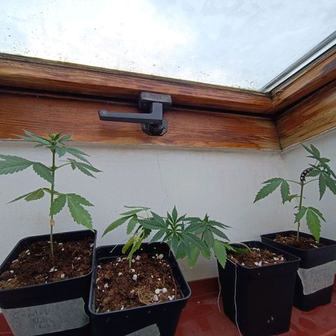 Crystal Meth growlog timeline photo