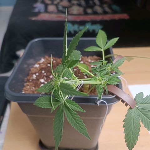 Blue Amnesia XXL Autoflowering growlog timeline photo