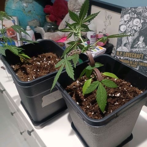 Crystal Meth growlog timeline photo