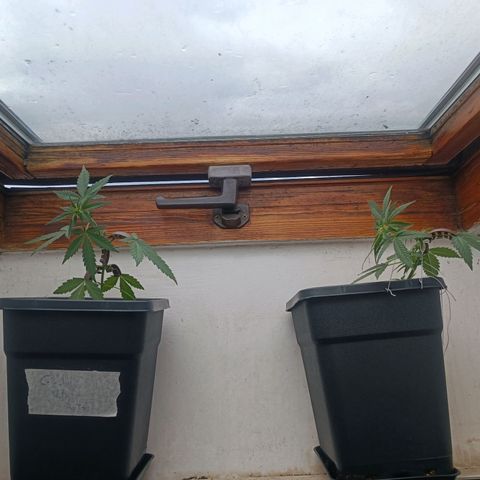 Crystal Meth growlog timeline photo