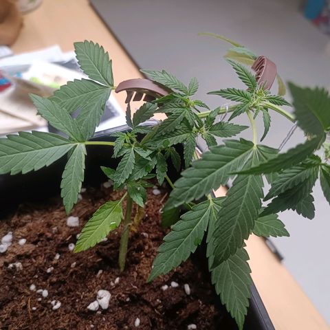 Blue Amnesia XXL Autoflowering growlog timeline photo