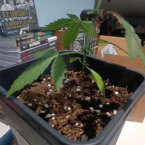 Crystal Meth growlog timeline photo
