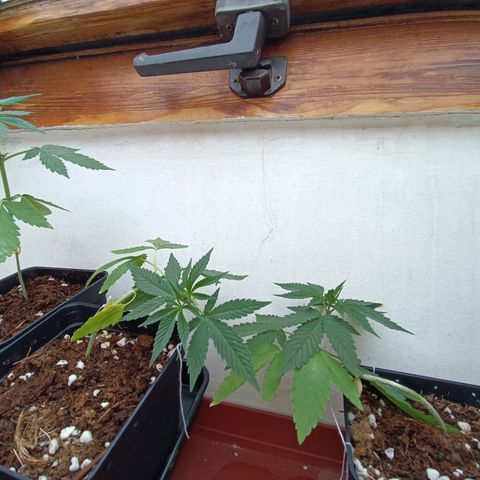 Crystal Meth growlog timeline photo