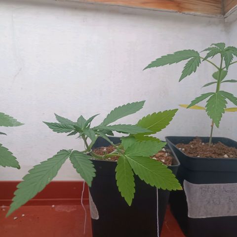 Sweet Mandarine Zkittlez Fast Version growlog photo: A las 3-4 horas de regarlas parece que mejoraron bastante, adjunto fotos de la noche y de la mña 