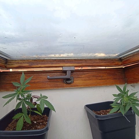 Crystal Meth growlog timeline photo