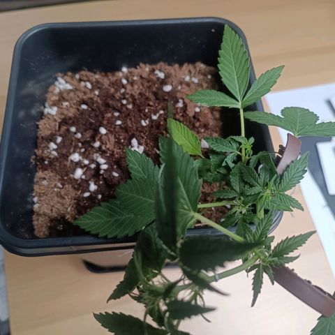 Blue Amnesia XXL Autoflowering growlog timeline photo