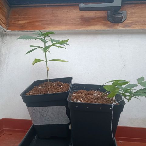 Sweet Mandarine Zkittlez Fast Version growlog photo: A las 3-4 horas de regarlas parece que mejoraron bastante, adjunto fotos de la noche y de la mña 