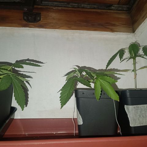 Sweet Mandarine Zkittlez Fast Version growlog photo: A las 3-4 horas de regarlas parece que mejoraron bastante, adjunto fotos de la noche y de la mña 