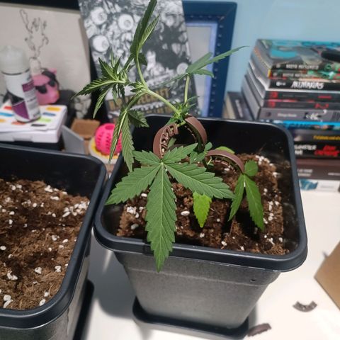 Crystal Meth growlog timeline photo