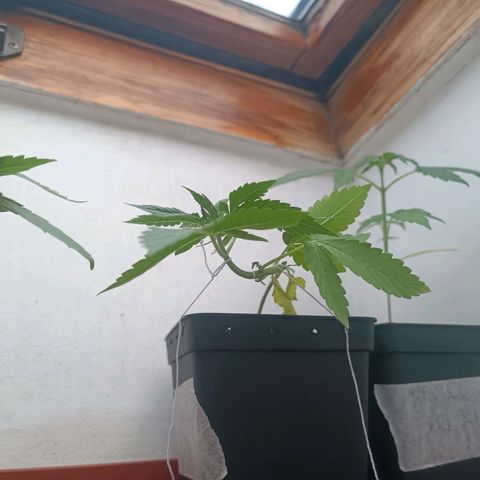 Sweet Mandarine Zkittlez Fast Version growlog photo: A las 3-4 horas de regarlas parece que mejoraron bastante, adjunto fotos de la noche y de la mña 