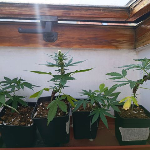 Crystal Meth growlog timeline photo