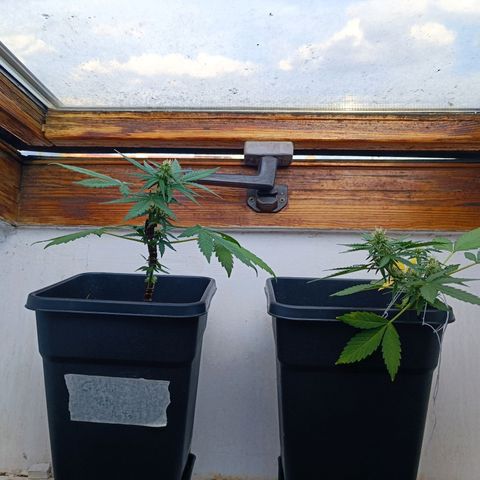 Crystal Meth growlog timeline photo