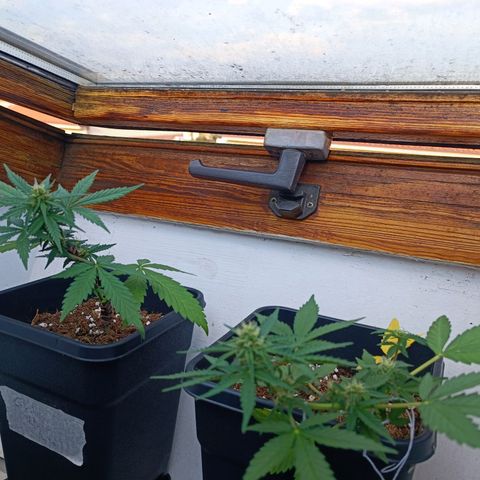 Crystal Meth growlog timeline photo