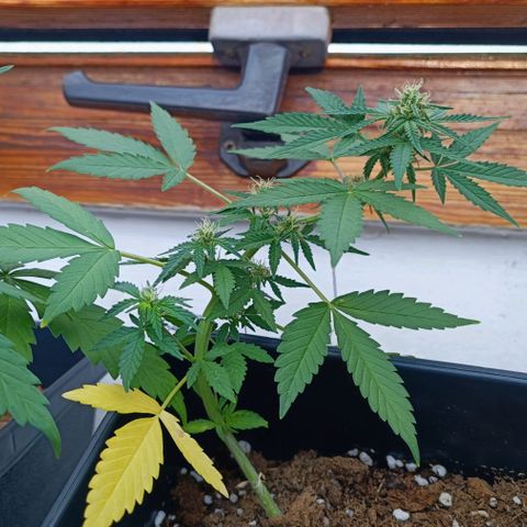 Blue Amnesia XXL Autoflowering growlog timeline photo