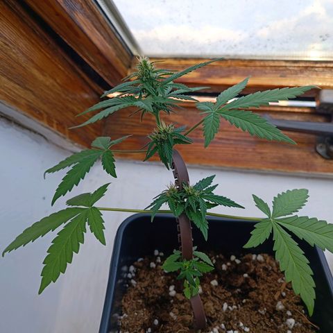 Crystal Meth growlog timeline photo