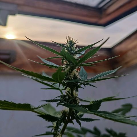 Crystal Meth growlog photo: Como se ve les están empezando a salir los pistilos, no lo tengo claro completamente pero diría que ya han entrado en floración 