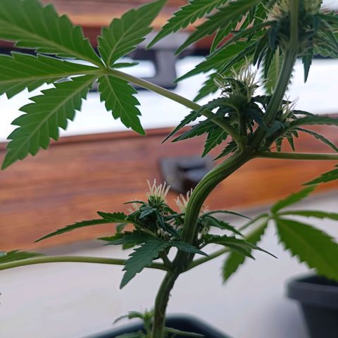 Crystal Meth growlog photo: Como se ve les están empezando a salir los pistilos, no lo tengo claro completamente pero diría que ya han entrado en floración 