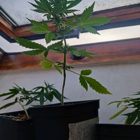 Crystal Meth growlog photo: Como se ve les están empezando a salir los pistilos, no lo tengo claro completamente pero diría que ya han entrado en floración 