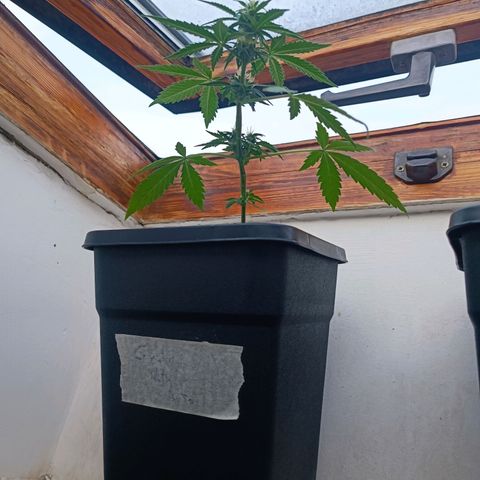 Crystal Meth growlog photo: Como se ve les están empezando a salir los pistilos, no lo tengo claro completamente pero diría que ya han entrado en floración 