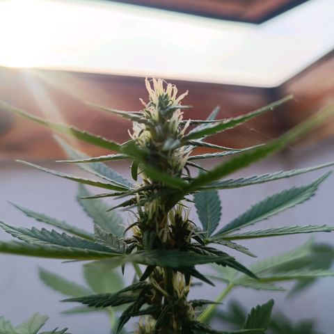 Crystal Meth growlog photo: Como se ve les están empezando a salir los pistilos, no lo tengo claro completamente pero diría que ya han entrado en floración 