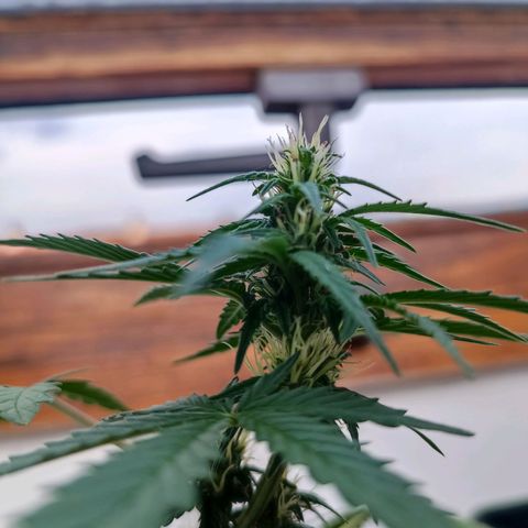 Crystal Meth growlog photo: Como se ve les están empezando a salir los pistilos, no lo tengo claro completamente pero diría que ya han entrado en floración 