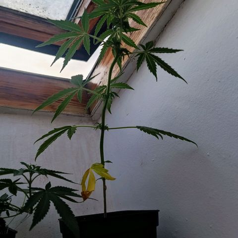 Blue Amnesia XXL Autoflowering growlog photo: Como se ve les están empezando a salir los pistilos, no lo tengo claro completamente pero diría que ya han entrado en floración 