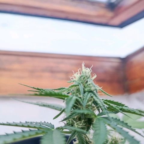 Blue Amnesia XXL Autoflowering growlog photo: Como se ve les están empezando a salir los pistilos, no lo tengo claro completamente pero diría que ya han entrado en floración 