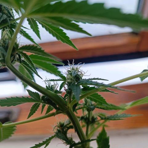 Blue Amnesia XXL Autoflowering growlog photo: Como se ve les están empezando a salir los pistilos, no lo tengo claro completamente pero diría que ya han entrado en floración 