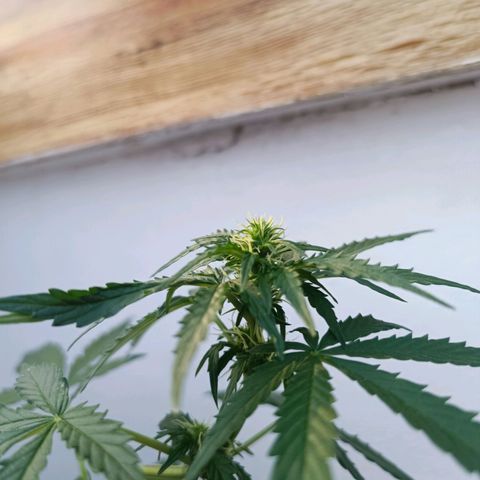 Blue Amnesia XXL Autoflowering growlog photo: Como se ve les están empezando a salir los pistilos, no lo tengo claro completamente pero diría que ya han entrado en floración 