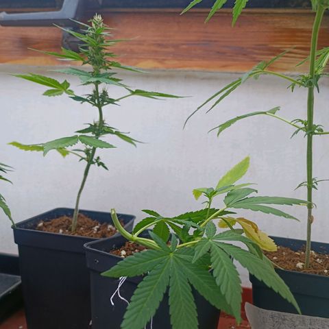 Sweet Mandarine Zkittlez Fast Version growlog photo: Aqui se ve las dos plantas con los dos métodos distintos y el producto que se pone en la planta para sacar el esqueje sin cortar