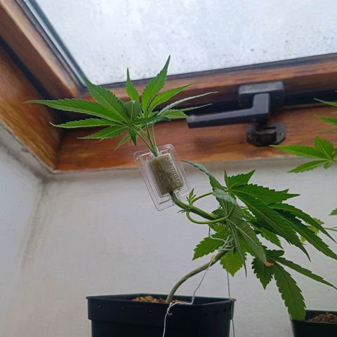 Sweet Mandarine Zkittlez Fast Version growlog photo: Aqui se ve las dos plantas con los dos métodos distintos y el producto que se pone en la planta para sacar el esqueje sin cortar