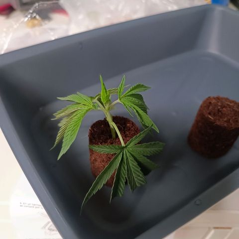Sweet Mandarine Zkittlez Fast Version growlog photo: Aqui se ve las dos plantas con los dos métodos distintos y el producto que se pone en la planta para sacar el esqueje sin cortar