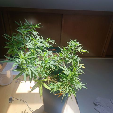 Sweet Mandarine Zkittlez Fast Version growlog photo: Ya le han salido los primeros pistilos

