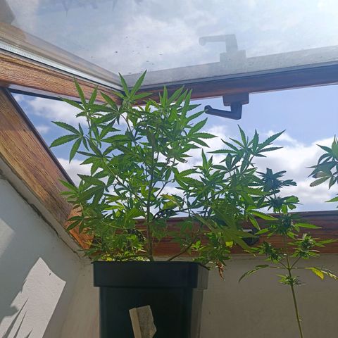 Sweet Mandarine Zkittlez Fast Version growlog photo: Ya le han salido los primeros pistilos
