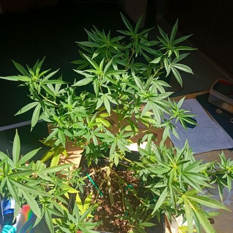 Sweet Mandarine Zkittlez Fast Version growlog photo: Ya le han salido los primeros pistilos
