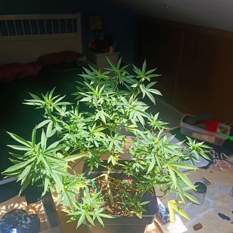 Sweet Mandarine Zkittlez Fast Version growlog photo: Ya le han salido los primeros pistilos
