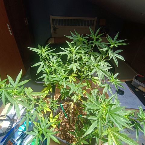 Sweet Mandarine Zkittlez Fast Version growlog photo: Ya le han salido los primeros pistilos
