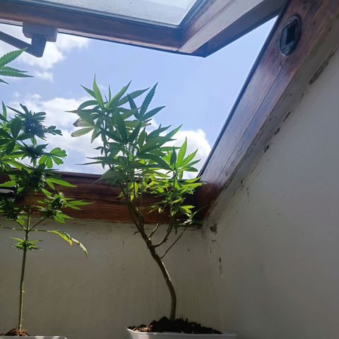 Sweet Mandarine Zkittlez Fast Version growlog photo: Ya le han salido los primeros pistilos
