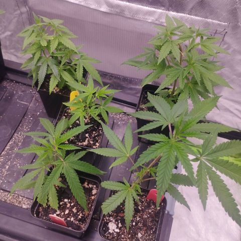 Gorilla Kush growlog photo: Nice cuts , already rooted. Gorila Kush on yellow , and unknown red flags strain on... Red flags hahaha. Tnx to Espeto for the cuts , VALEU ZEE