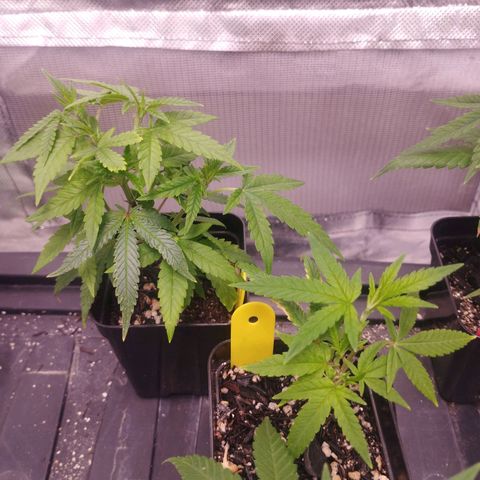 Gorilla Kush growlog photo: Nice cuts , already rooted. Gorila Kush on yellow , and unknown red flags strain on... Red flags hahaha. Tnx to Espeto for the cuts , VALEU ZEE
