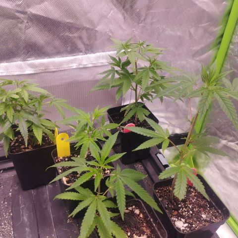 Gorilla Kush growlog photo: Nice cuts , already rooted. Gorila Kush on yellow , and unknown red flags strain on... Red flags hahaha. Tnx to Espeto for the cuts , VALEU ZEE