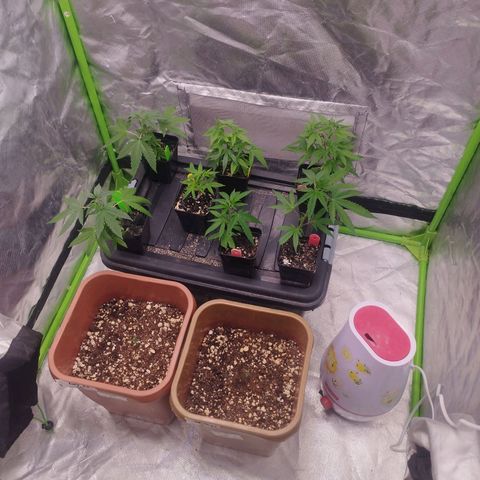 Lemonzinho 2.0  growlog photo: Next cicle are just beggining. 2 Autos and 7 Photos. Runtz and Gorilla Z from Barneys Farm , and Critical L and Gorilla K from World of Seeds. 
Within some days , gonna sprout some more Barneys Farm seeds