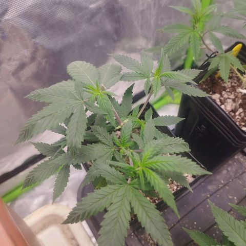Lemonzinho 2.0  growlog timeline photo