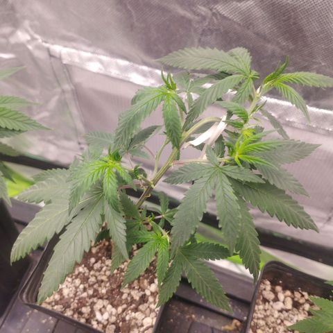 Lemonzinho 2.0  growlog timeline photo