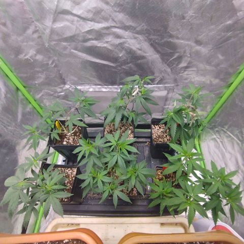 Lemonzinho 2.0  growlog timeline photo