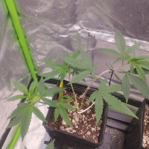 Gorilla Kush growlog timeline photo