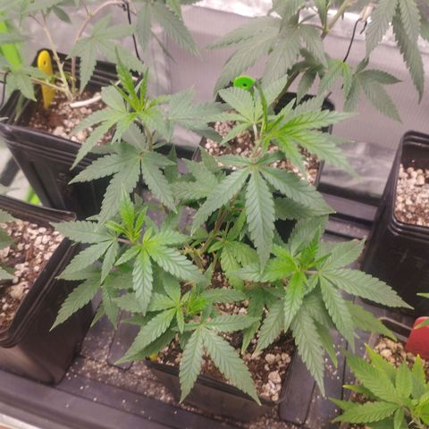Gorilla Kush growlog timeline photo