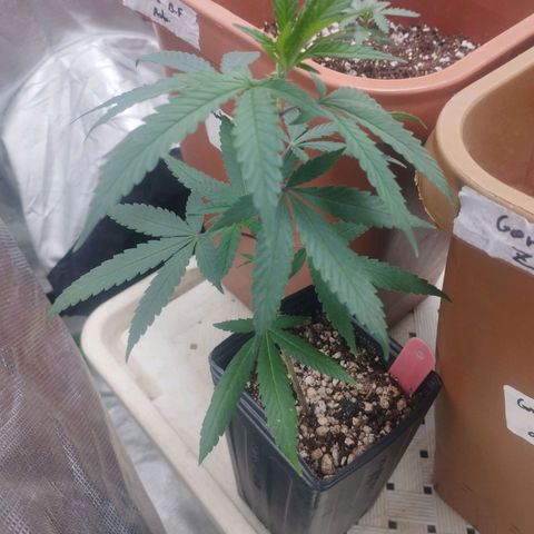 Gorilla Kush growlog timeline photo