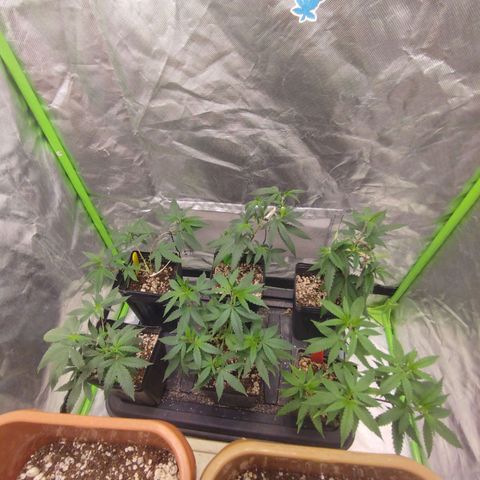 Gorilla Kush growlog timeline photo